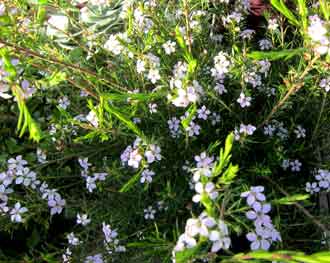 Diosma hirsuta
