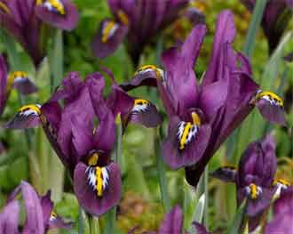 Iris reticulata 'Purple Gem'
