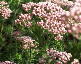 Ozothamnus diosmifolius