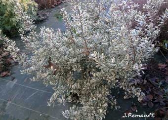 Rhamnus alaternus 'Argenteo variegatus'