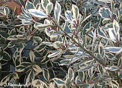 Rhamnus alaternus 'Argenteo variegatus'