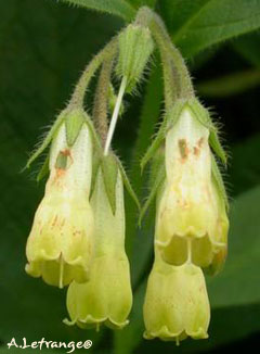 Symphitum tuberosum