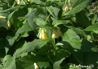 Symphitum tuberosum