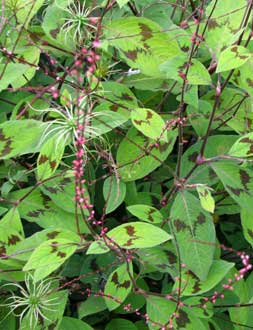 Persicaria virginiana filiformis