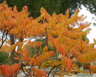 rhus typhina Laciniata