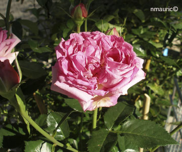Rosa 'Bernadette Lafont'