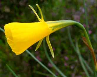 Narcissus bulbocodium