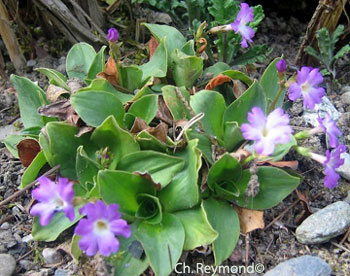 primula spectabilis