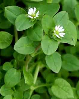 Stellaria media