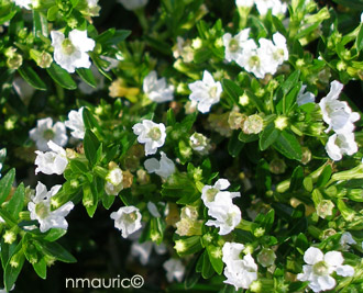 Cuphea hyssopifolia