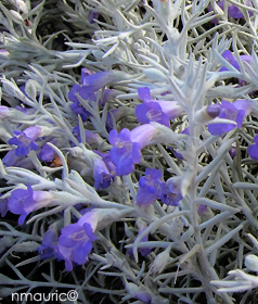 Eremophila nivea