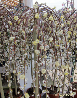 Salix caprea 'Pendula'