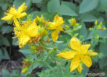 Hypericum perforatum
