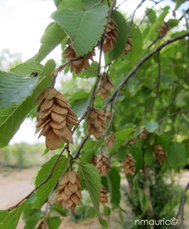 Ostrya carpinifolia