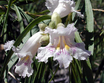 Chilopsis linearis ssp. arcuata Apr 9, 2000 - Anza Borrego State Park (San Diego County, California, US)