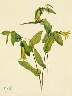 Uvularia perfoliata dans North American Wild Flowers