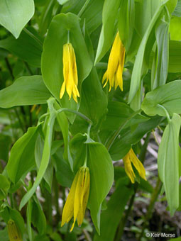 Uvularia grandiflora in May 18, 2006 Minnesota