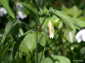Uvularia sessilifolia, April 28, 2010 - Minnesota