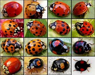 Coccinelle asiatique Harmonia axyridis et les autres coccinelles