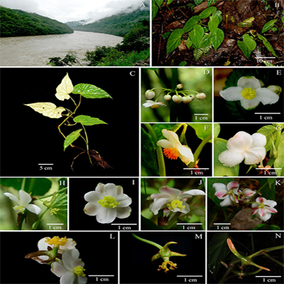 Begonia pseudoheydei