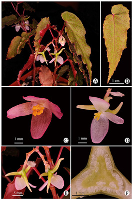 Begonia heydei 