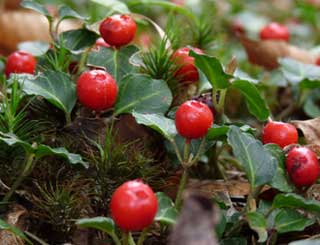 Mitchella repens en mai 
