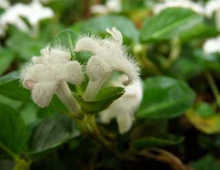 Mitchella repens en juin 