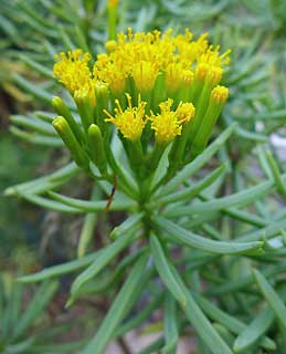 Senecio barbertonicus