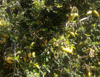 Sophora prostrata 