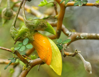 Sophora prostrata 