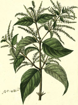 Aloysia virgata 