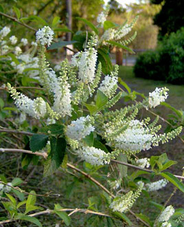 Aloysia virgata 