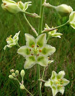 Zigadenus elegans, Anticlea elegans