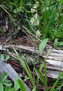 Zigadenus elegans, Anticlea elegans