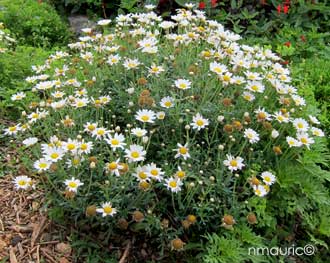 Argyranthemum coronopifolium