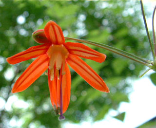 Bessera elegans 20 septembre 