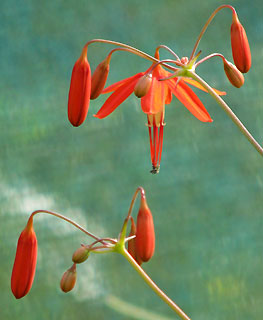 Bessera elegans 20 septembre 