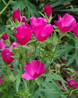 Callirhoe involucrata aot - septembre
