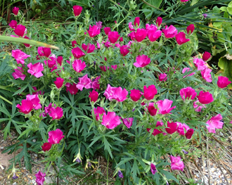 Callirhoe involucrata aot - septembre