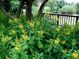Galphimia glauca fin juin à Taipei - Taïwan