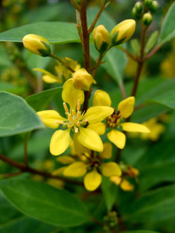 Galphimia glauca fin juin