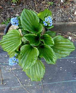 Myosotidium hortensium en mars