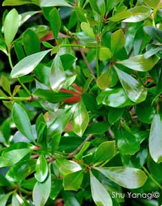 Ternstroemia gymnanthera
