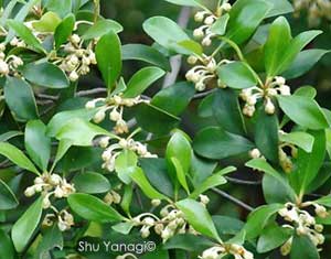 Ternstroemia gymnanthera