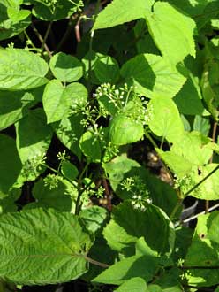 Aralia racemosa