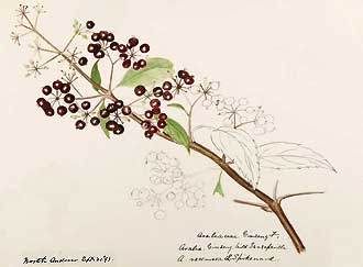 Aralia racemosa