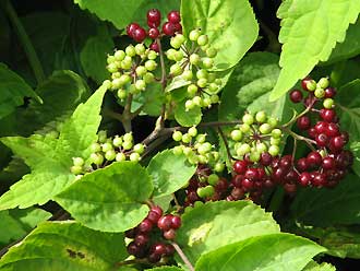 Aralia racemosa en aot en Grande Bretagne