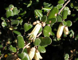 Correa backhouseana 
