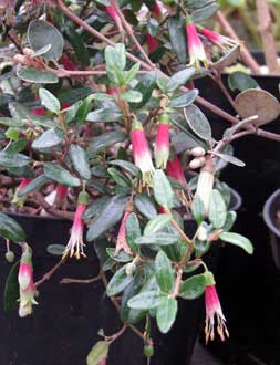 Correa glabra 23 novembre 2016