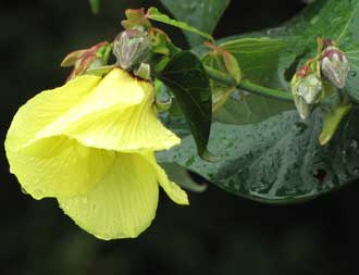 Flower and leaves- Maui, Hawaii. June 18
